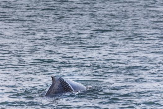 Humpback whale tail emerging in the ocean near Akureyri, Iceland.