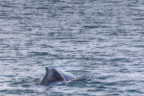 Free Humpback whale tail emerging in the ocean near Akureyri, Iceland. Stock Photo