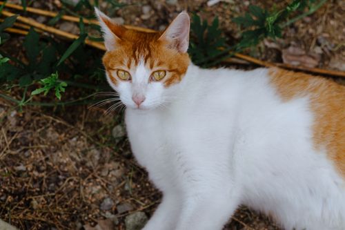 Free Ginger and white tabby cat lounging on the ground surrounded by greenery. Stock Photo