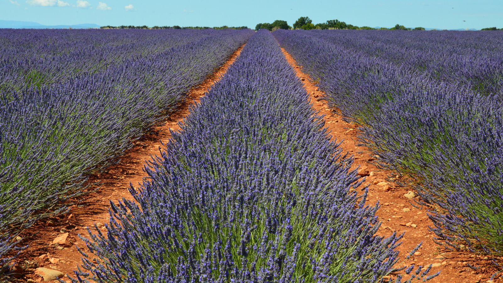 Stunning lavender fields stretch across the landscape in Valensole, capturing the essence of Provence in summer.