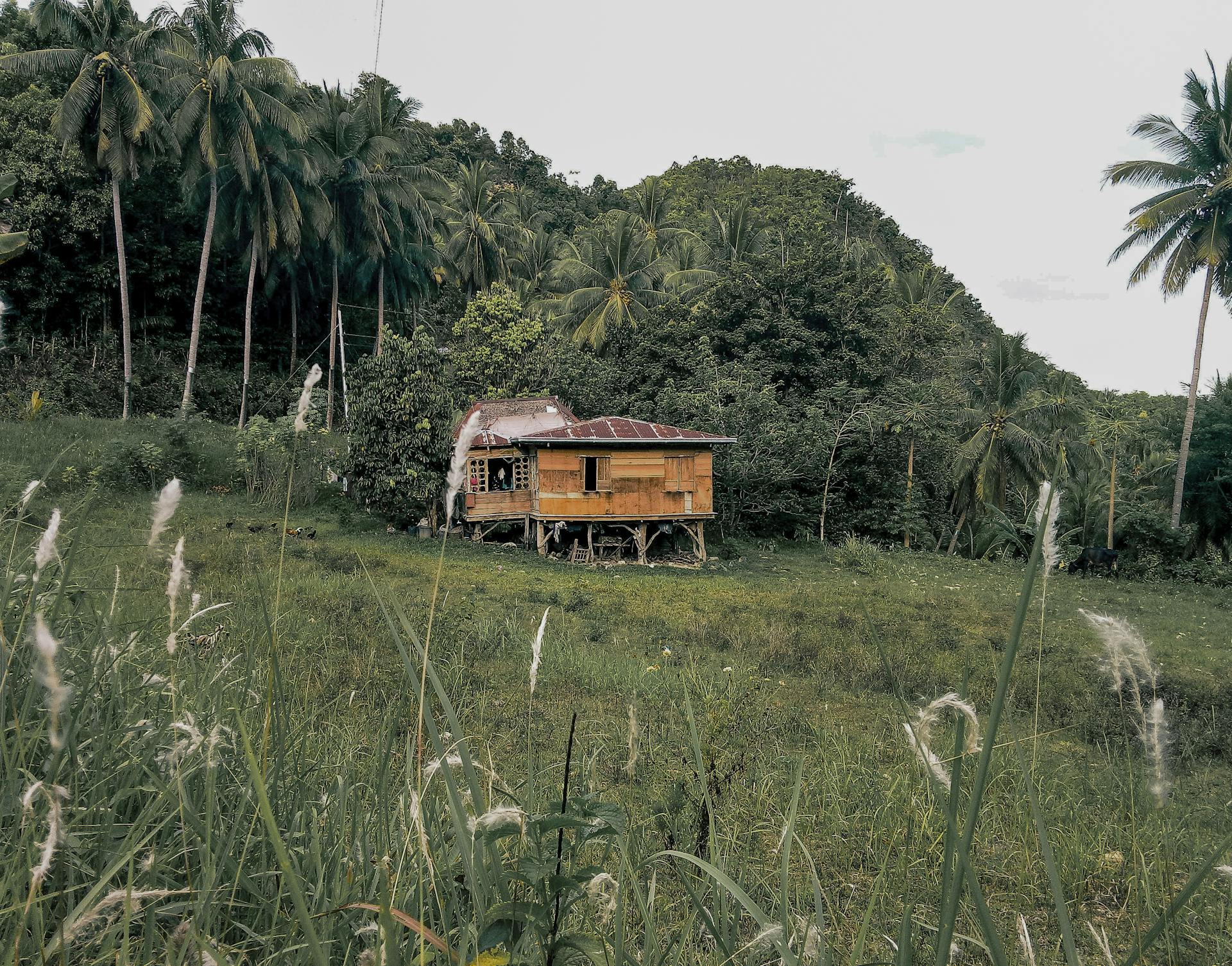 A peaceful wooden cabin surrounded by lush greenery and coconut trees, perfect for rural retreats.