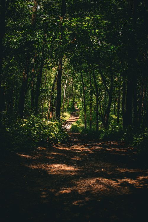 Free A tranquil forest path under a canopy of lush green trees, perfect for nature walks. Stock Photo