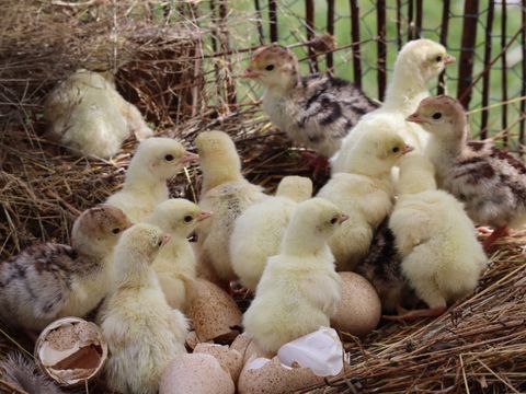 White chicks resting together