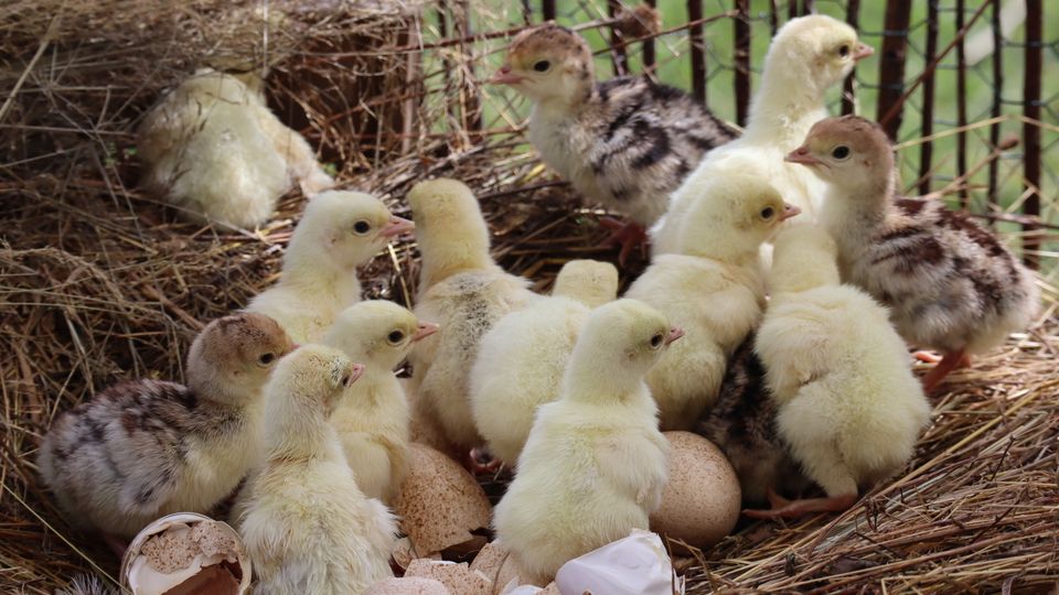 White chicks resting together