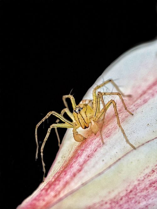 Free Macro shot of a yellow spider perched on a delicate petal against a black background. Stock Photo