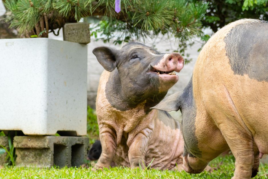 Two pigs lounging on the grass in a farm environment surrounded by greenery.