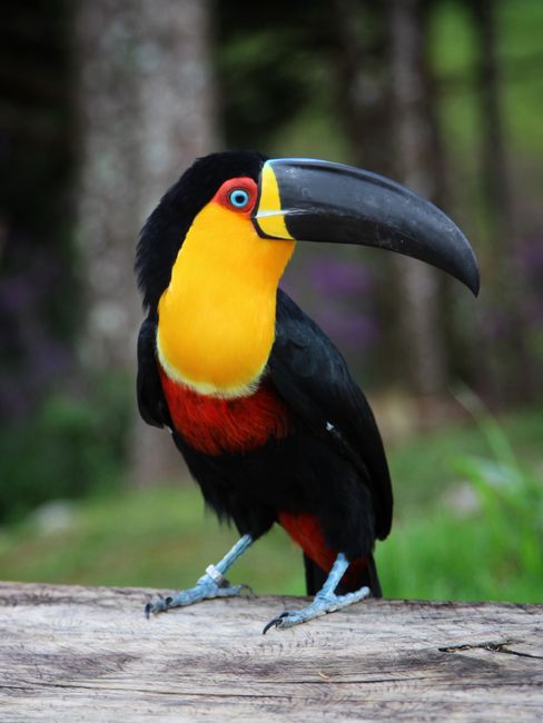 Vibrant toucan with striking plumage in Rio de Janeiro's lush rainforest.