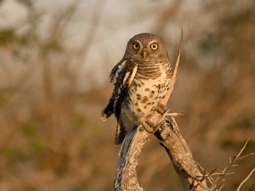 Owl Perching on Branch