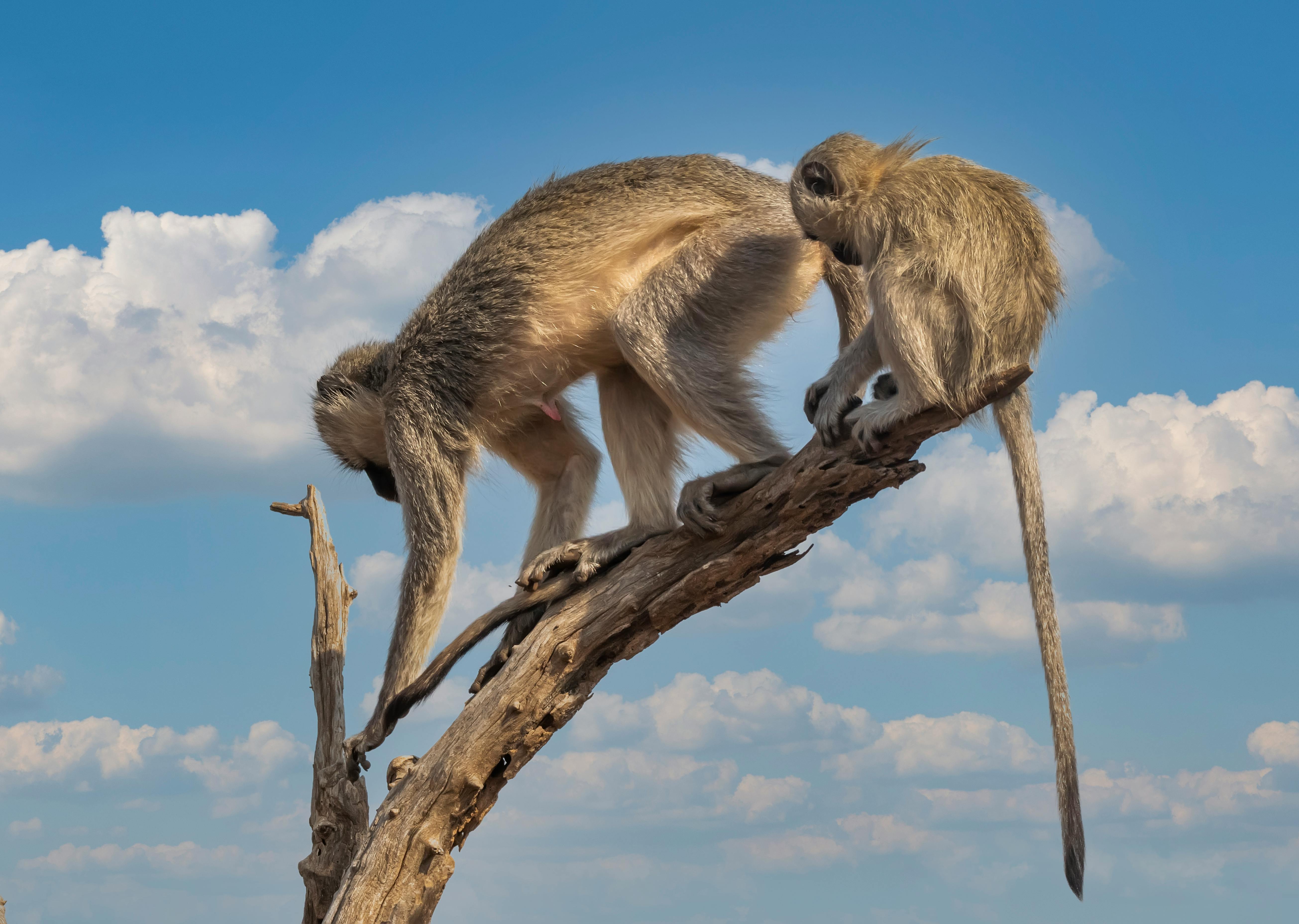 Two monkeys are climbing on a dead tree branch