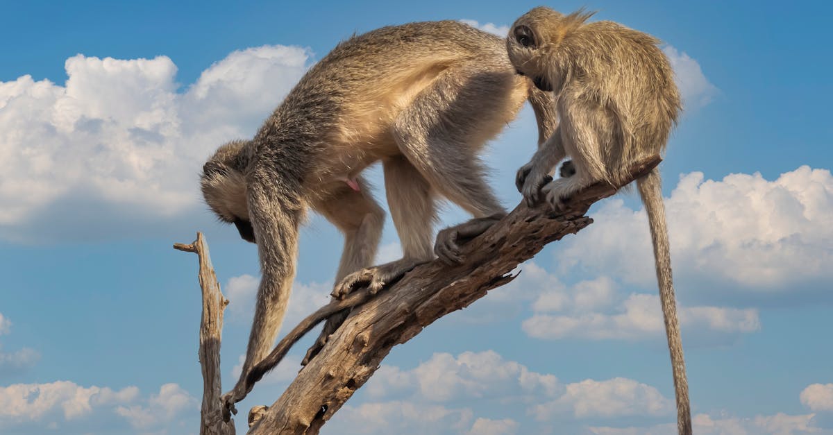 Two monkeys are climbing on a dead tree branch