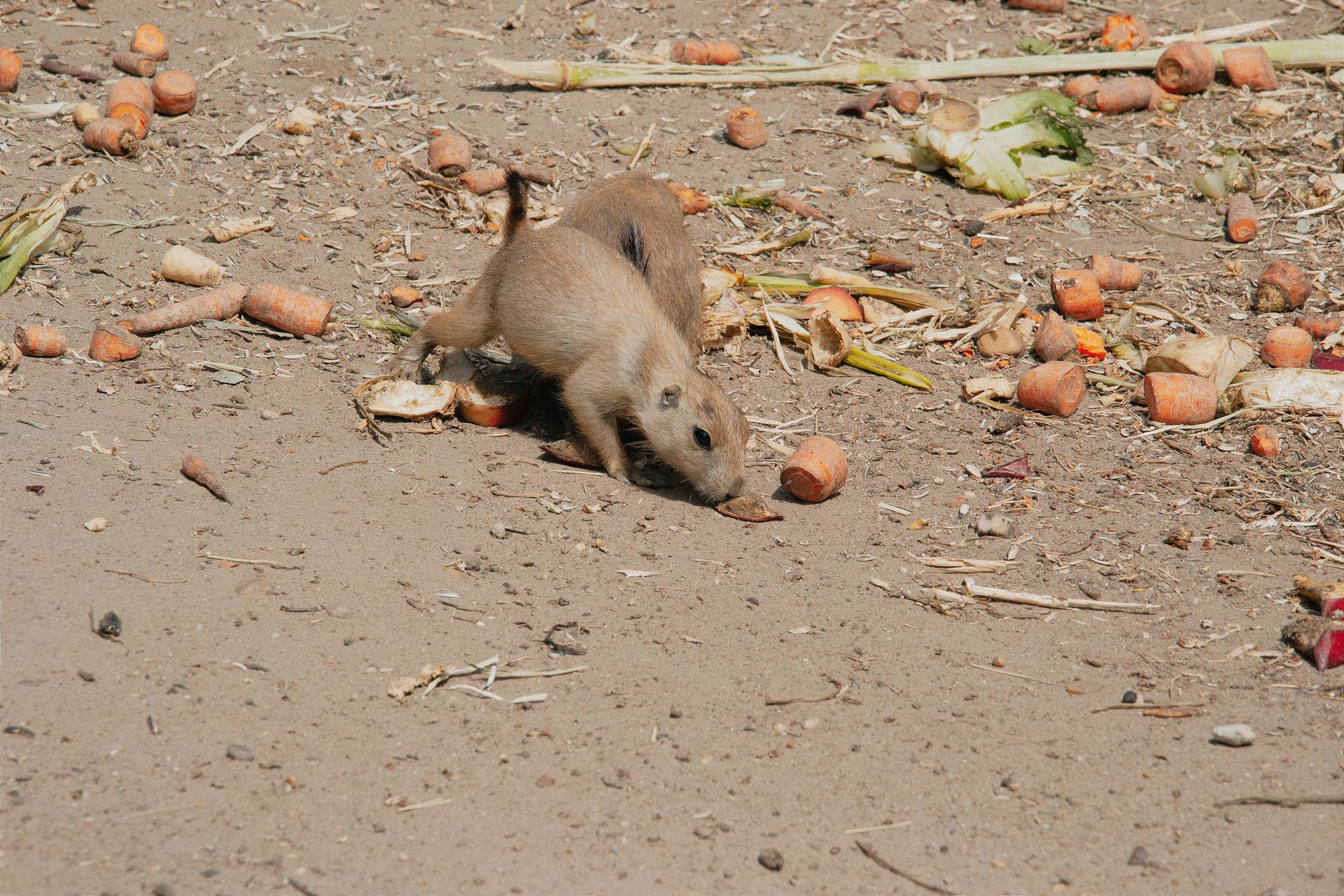 A small animal is eating some food on the ground