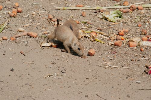 Free A squirrel foraging for food among scattered carrots on the ground. Stock Photo