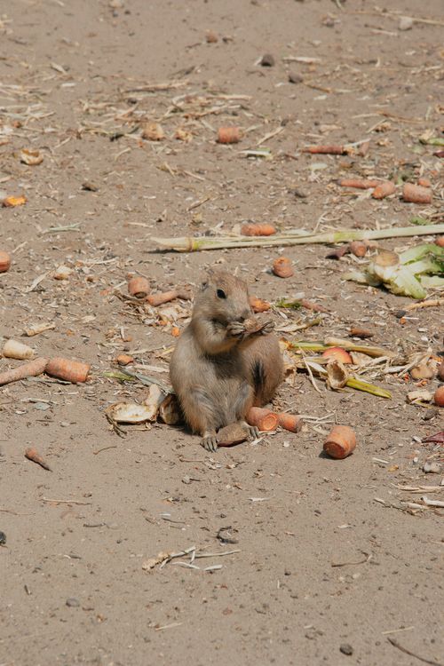 Free Adorable squirrel sitting on sandy ground surrounded by carrots in Hungary. Stock Photo
