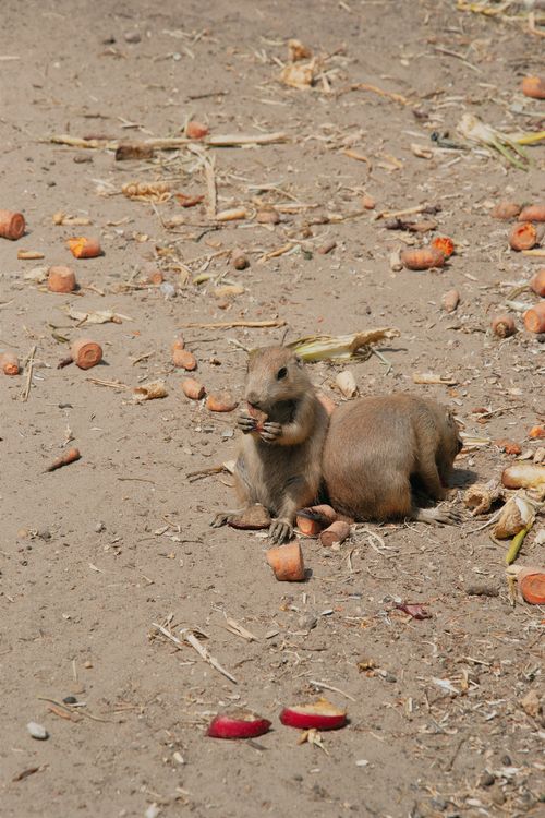 Free Two prairie dogs enjoying carrots on a sunny summer day in Hungary's outdoors. Stock Photo