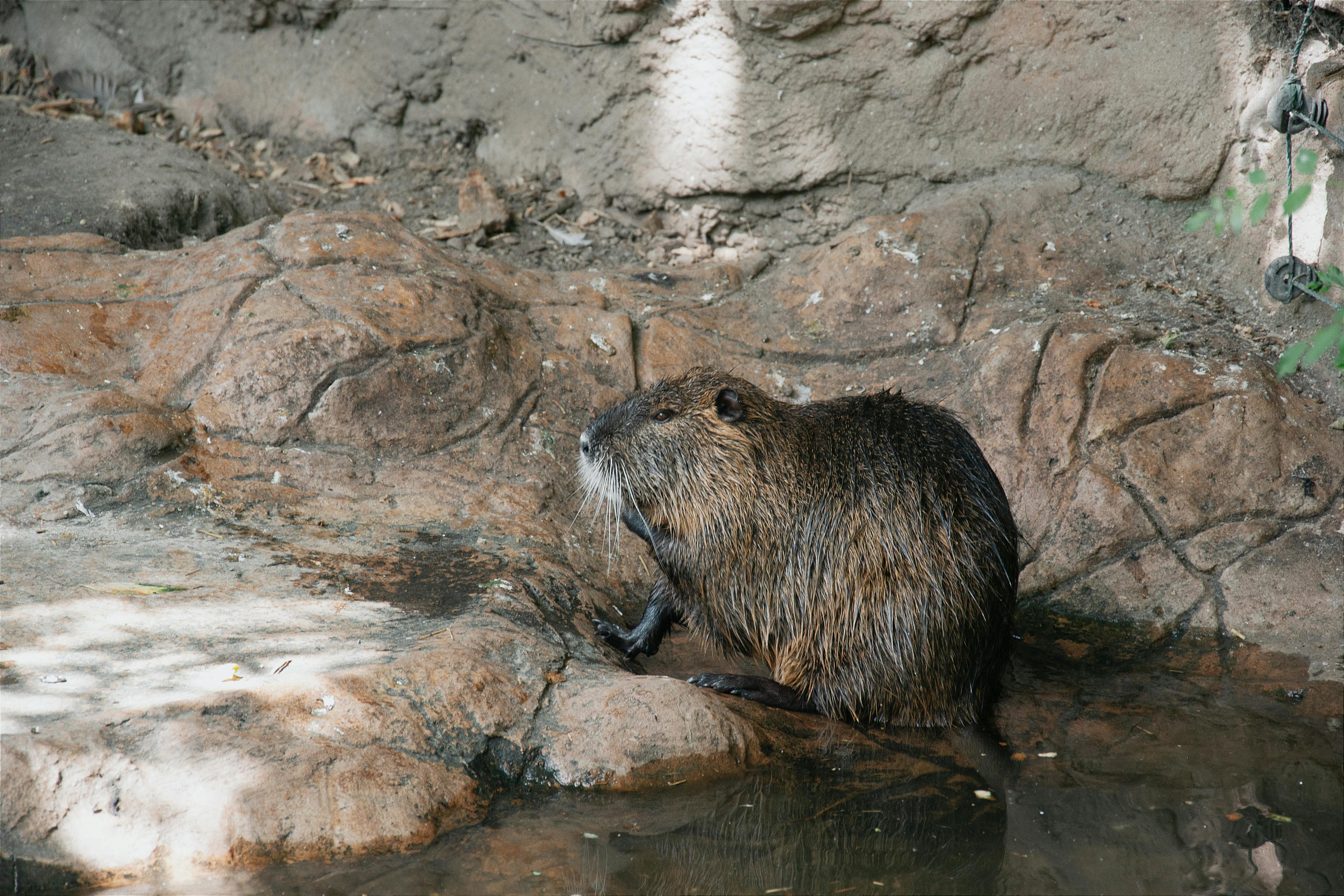De franc Foto d'estoc gratuïta de a l'aire lliure, aigua, aiguamolls Foto d'estoc