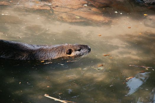 An otter gracefully swims through sunlit waters, leaves floating gently around.