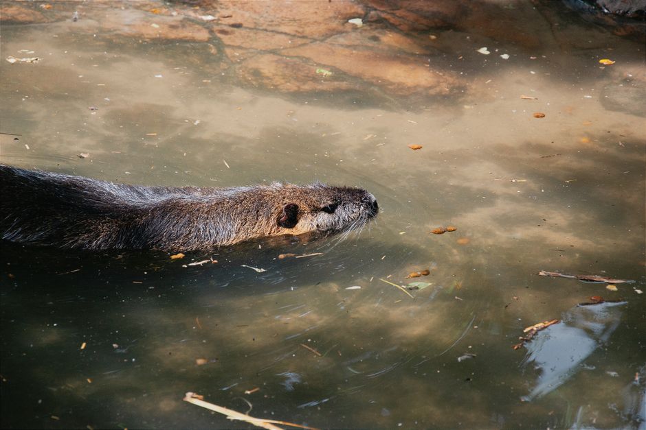 An otter gracefully swims through sunlit waters, leaves floating gently around.