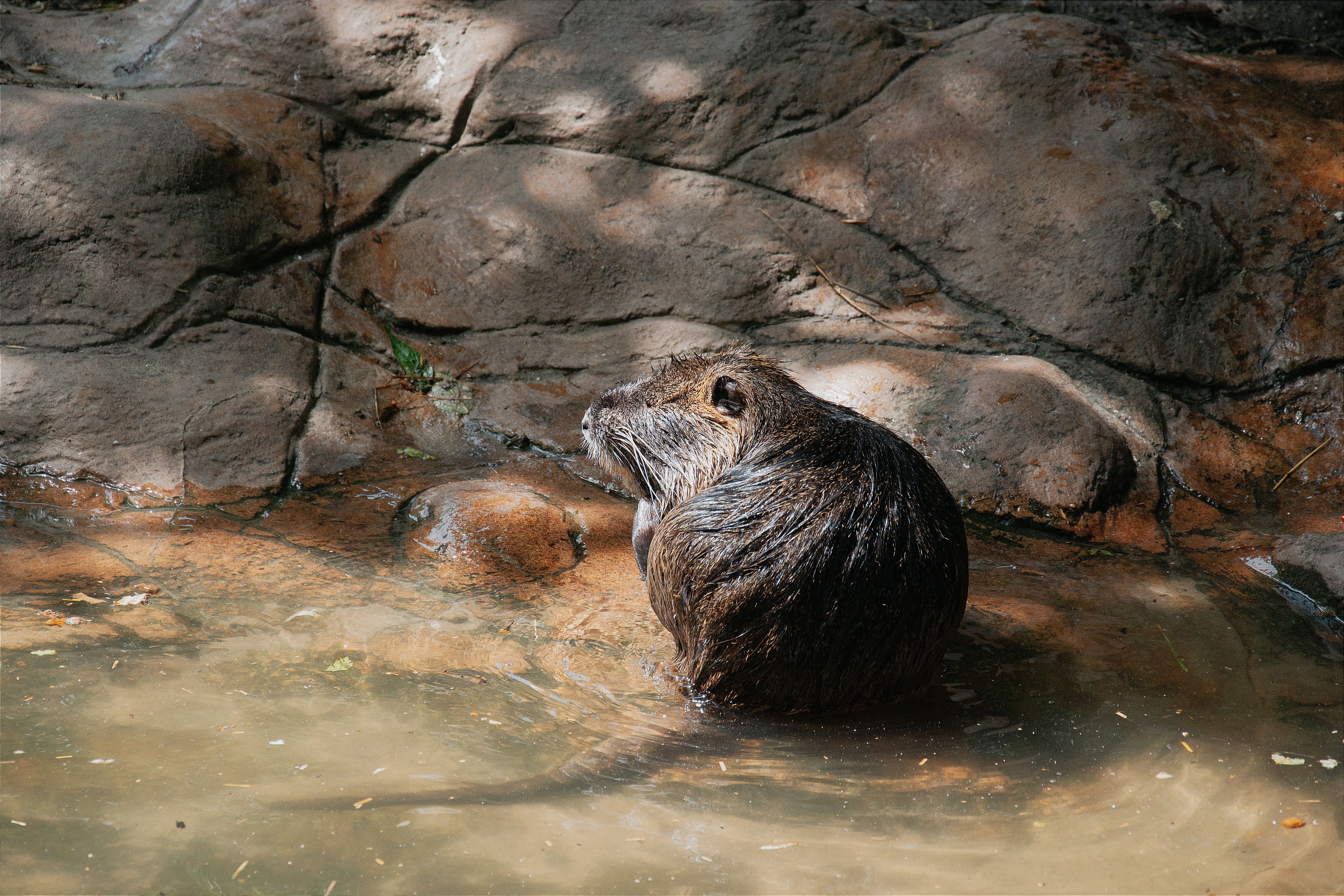A solitary Eurasian beaver enjoying its time by the riverbank in Hungary, showcasing its natural habitat.