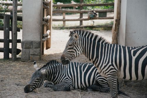 Free Two zebras relaxing in a zoo enclosure in Hungary, emphasizing their distinctive stripes. Stock Photo