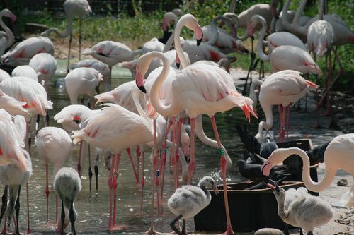 Free A group of flamingos standing gracefully by a serene lake, showcasing their vibrant pink hues. Stock Photo