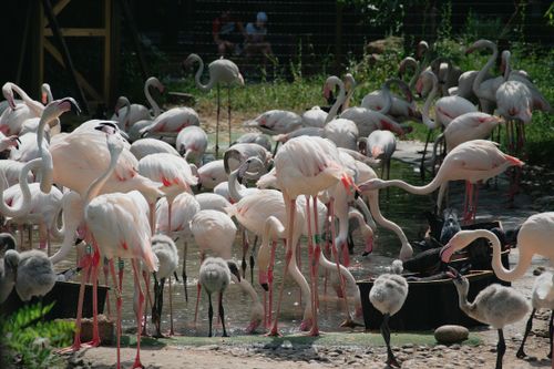 Free A group of flamingos wading in water at a zoo, featuring mature and young birds. Stock Photo