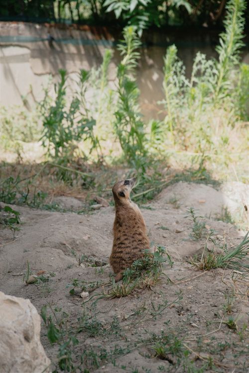 Free Meerkat stands alert in its enclosure at a zoo in Hungary. Natural habitat view. Stock Photo