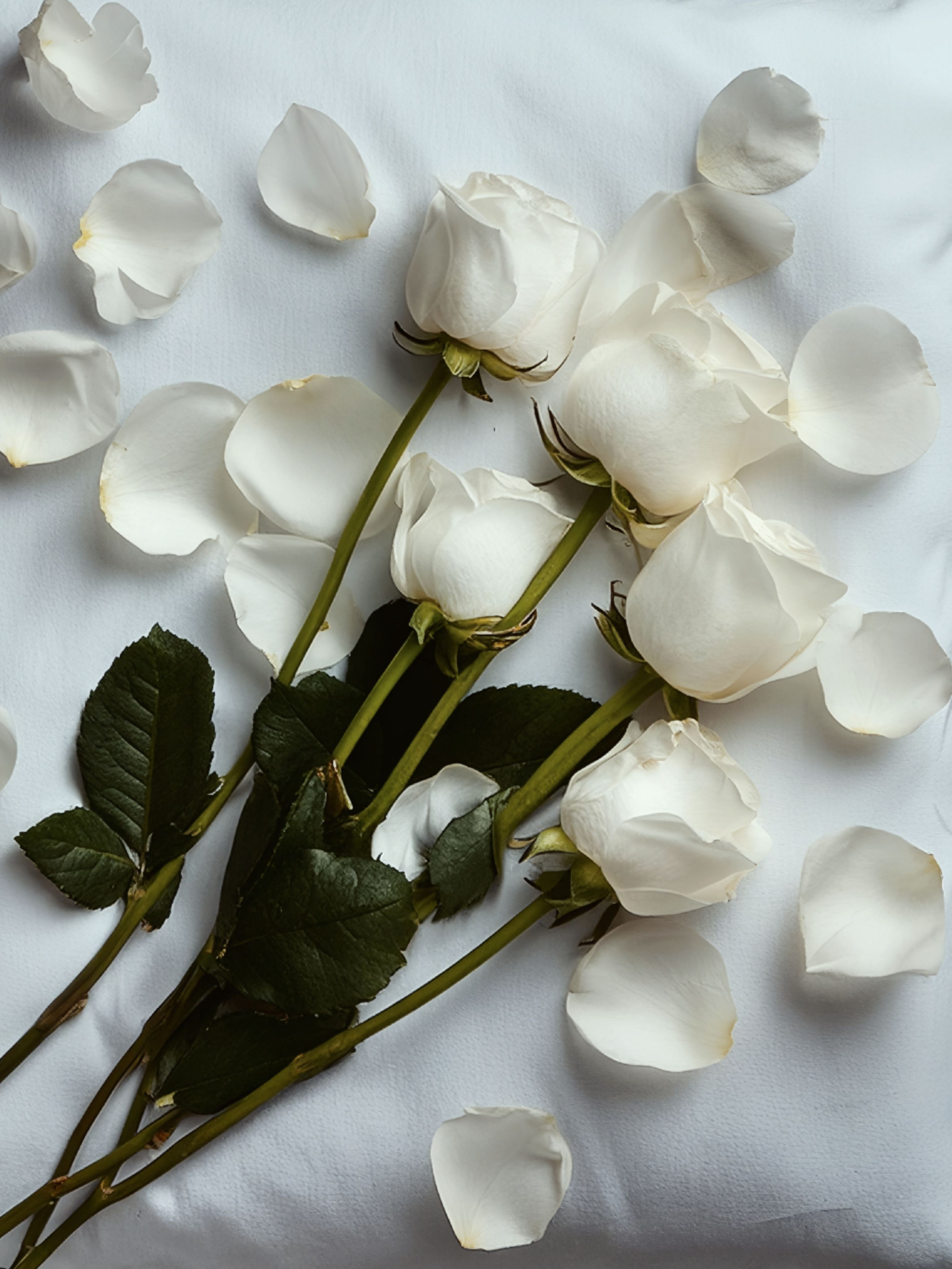 Close up of White Roses · Free Stock Photo