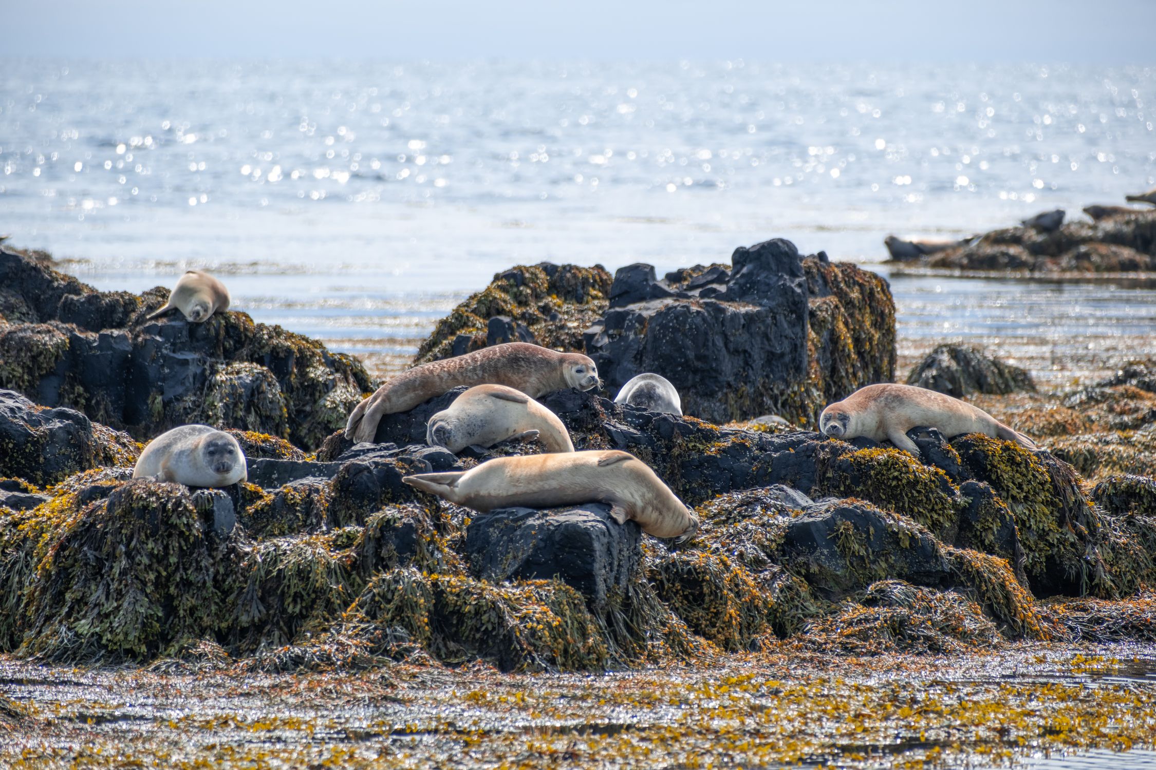 Red Rocks Seals A group of seals resting on rocks near the water · Free Stock Photo