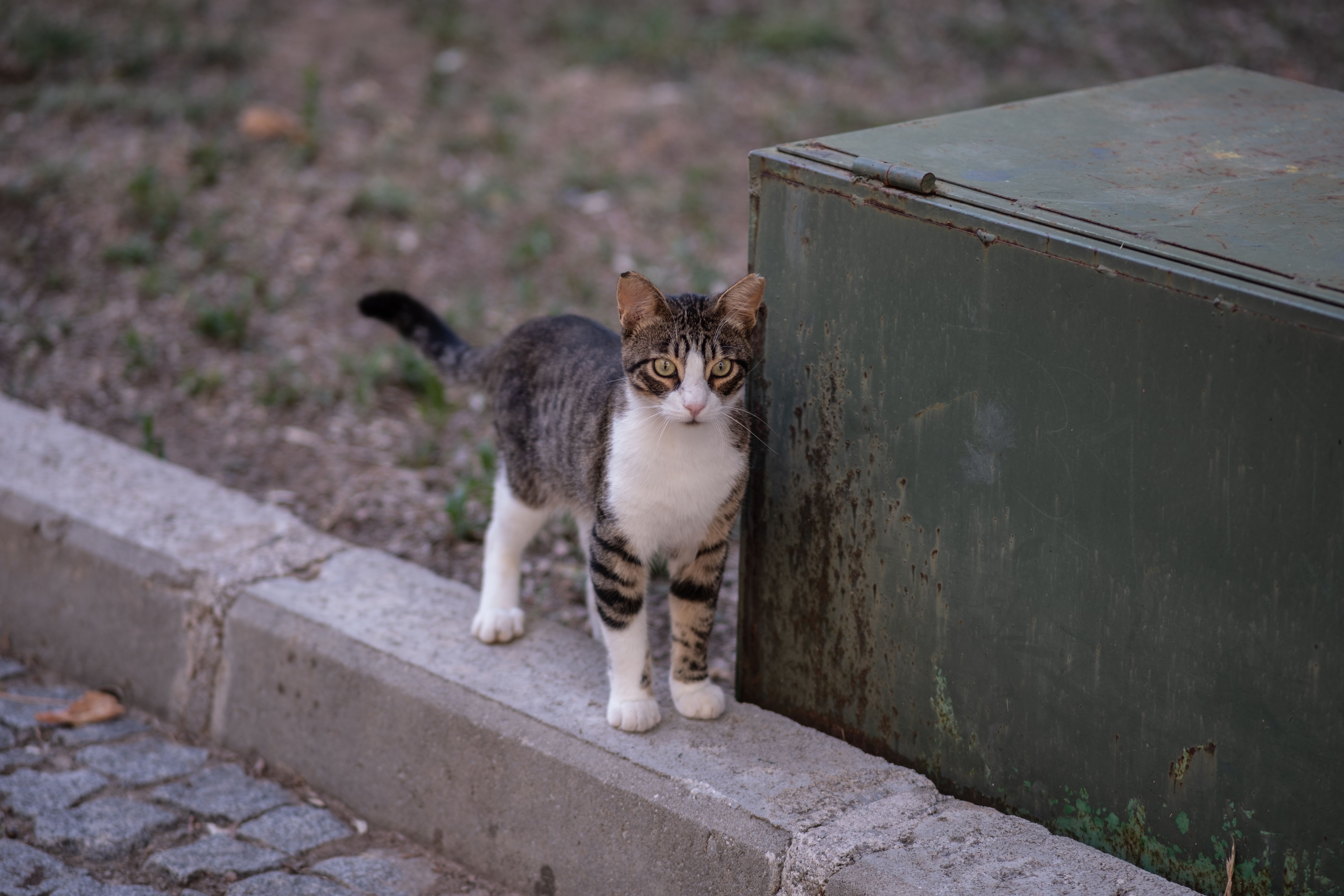 猫のトイレ砂おすすめ5選【消臭力・コスパ比較】