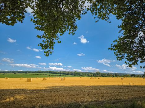 Golden hay bales dot a lush wheat field under a bright blue summer sky.