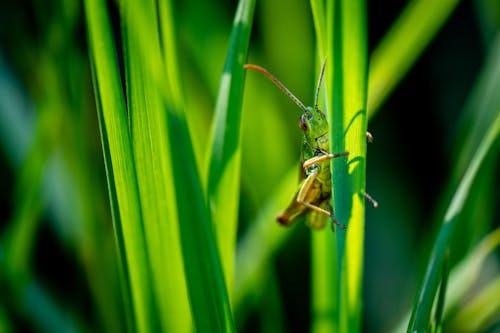 Free Close-Up Photo of Grasshopper on Leaf Stock Photo