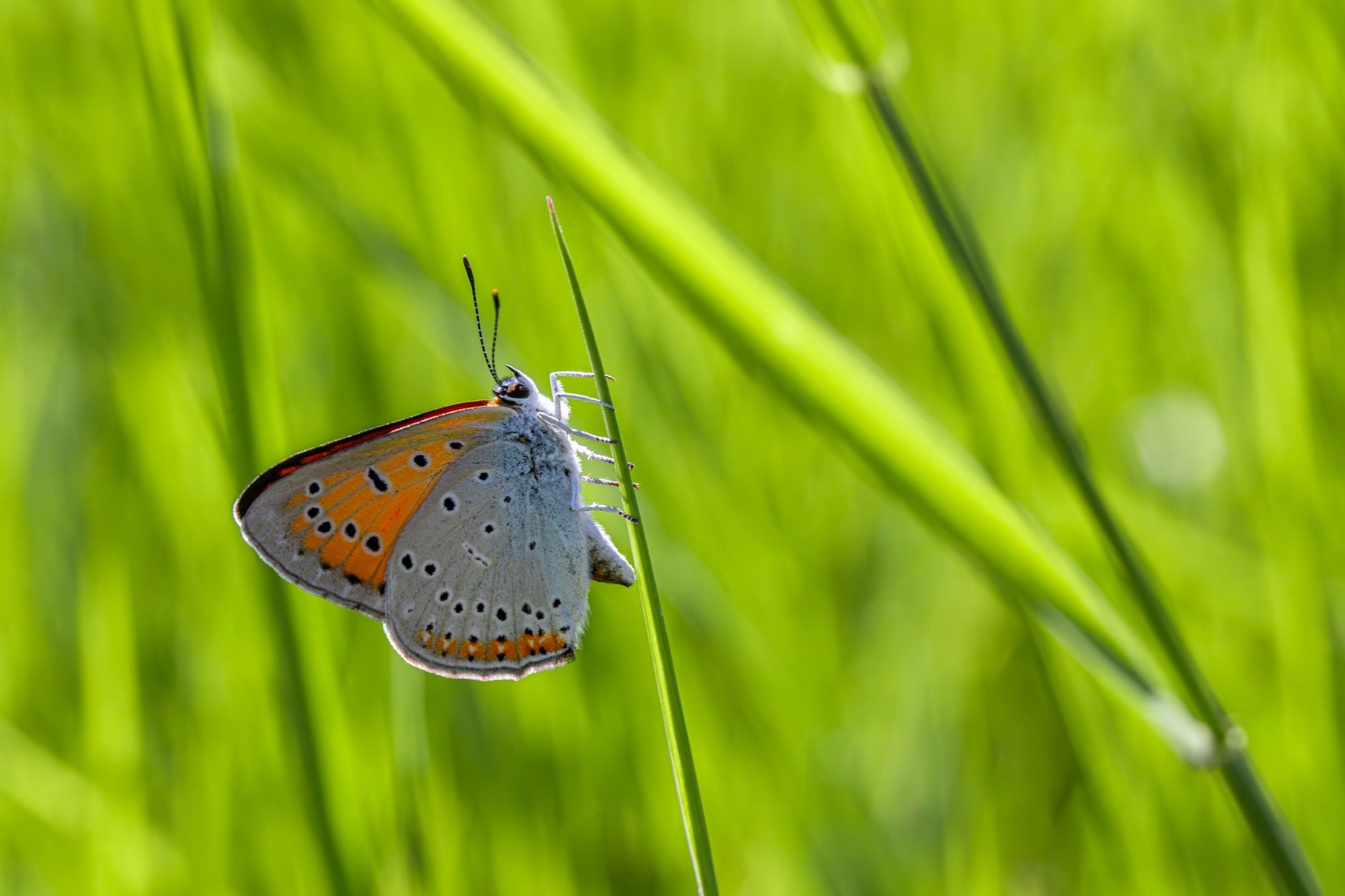 Large Blue Butterfly
