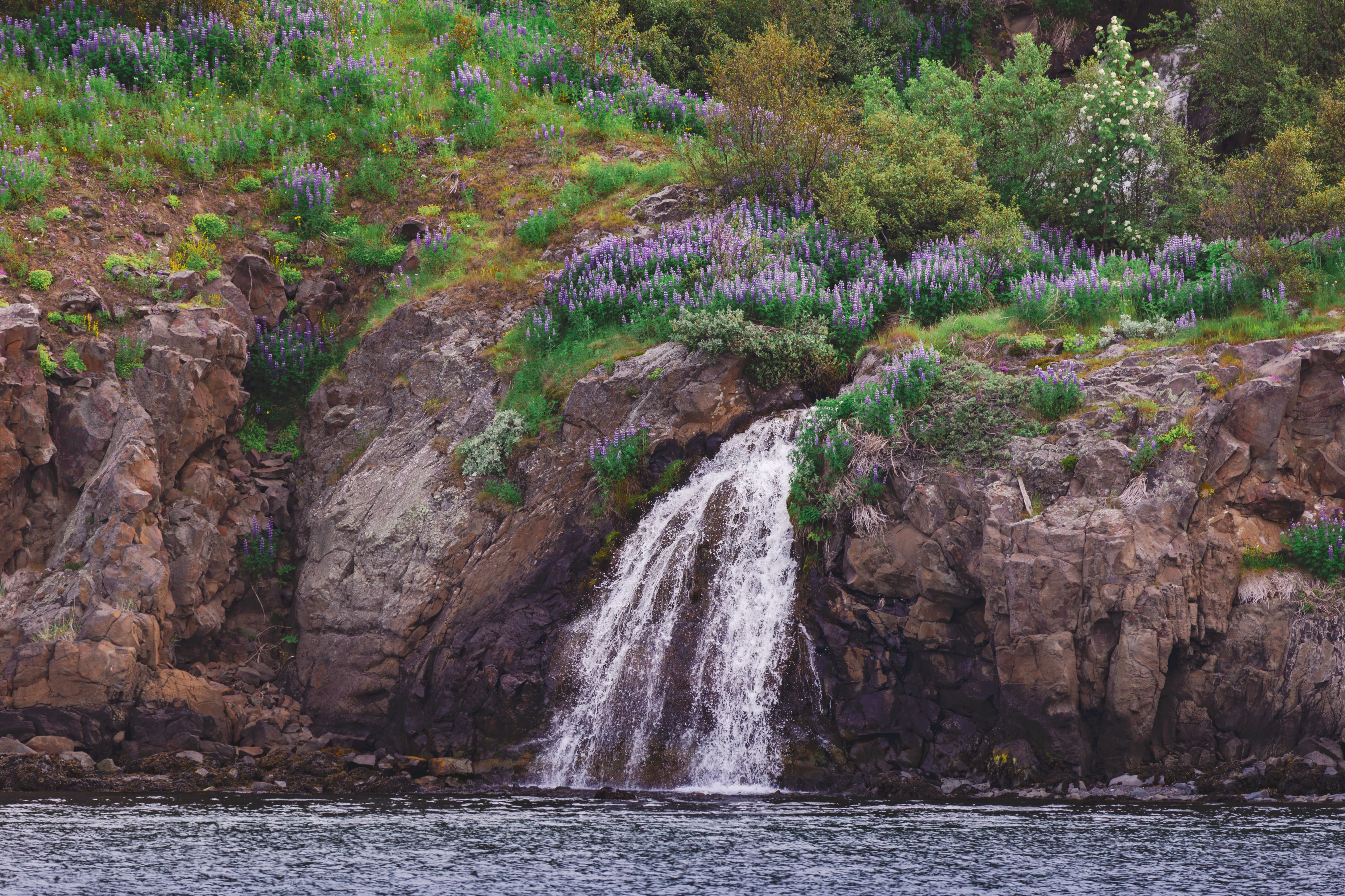 Serene waterfall surrounded by lush greenery and wildflowers in Akureyri, Iceland.