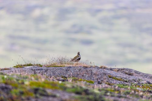 Free A lone bird perched on rocky terrain in Akureyri, Iceland during twilight, capturing serene wilderness. Stock Photo