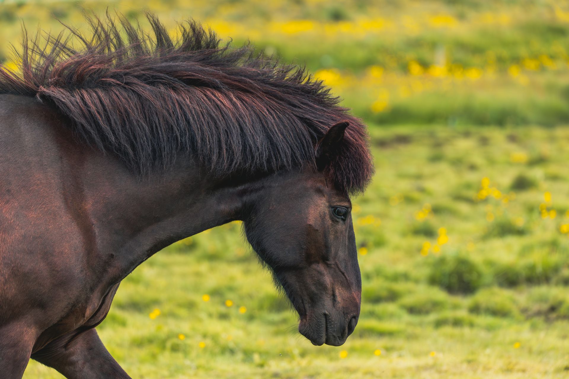 A Horse Outdoors