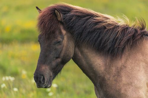 Free Close-up of an Icelandic horse in a green summer pasture. Calm and serene. Stock Photo