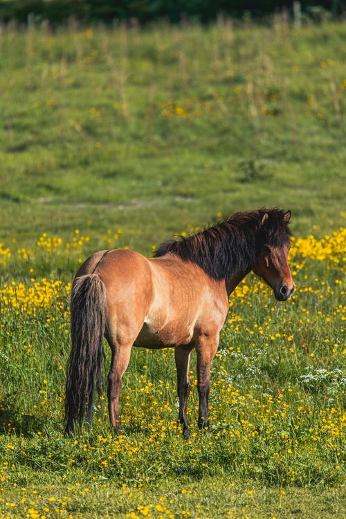 Free A solitary Icelandic horse in a vibrant meadow in Akureyri, Iceland, surrounded by yellow wildflowers. Stock Photo