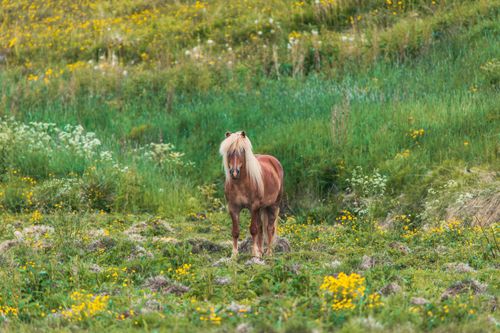 Free Icelandic horse standing in a colorful wildflower meadow near Akureyri, Iceland. Stock Photo