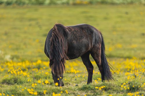 Free A serene scene of an Icelandic horse grazing in a vibrant flower meadow in Akureyri, Iceland. Stock Photo
