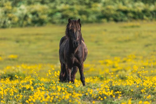 Free Majestic Icelandic horse standing in a vibrant summer meadow with yellow flowers. Stock Photo