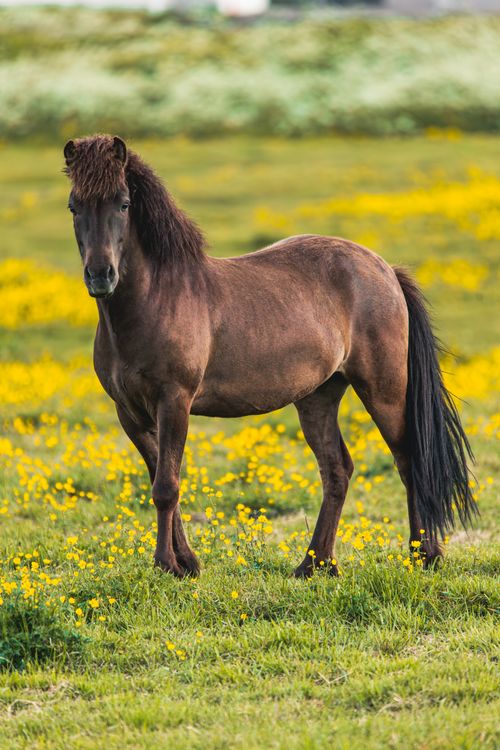 Free Icelandic horse standing gracefully amidst vibrant yellow flowers in Akureyri. Stock Photo