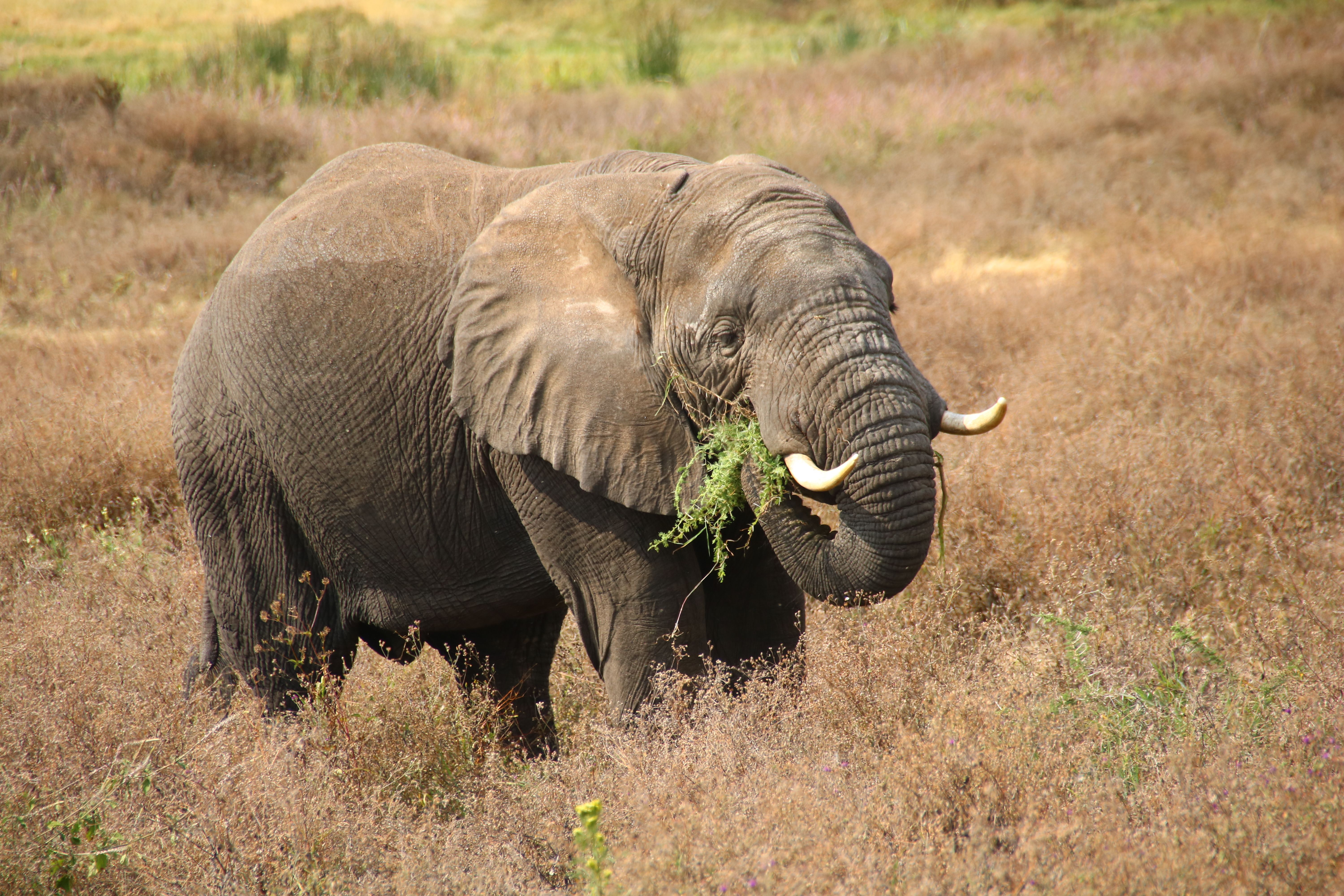 Photos gratuites de afrique, animal, animaux sauvages