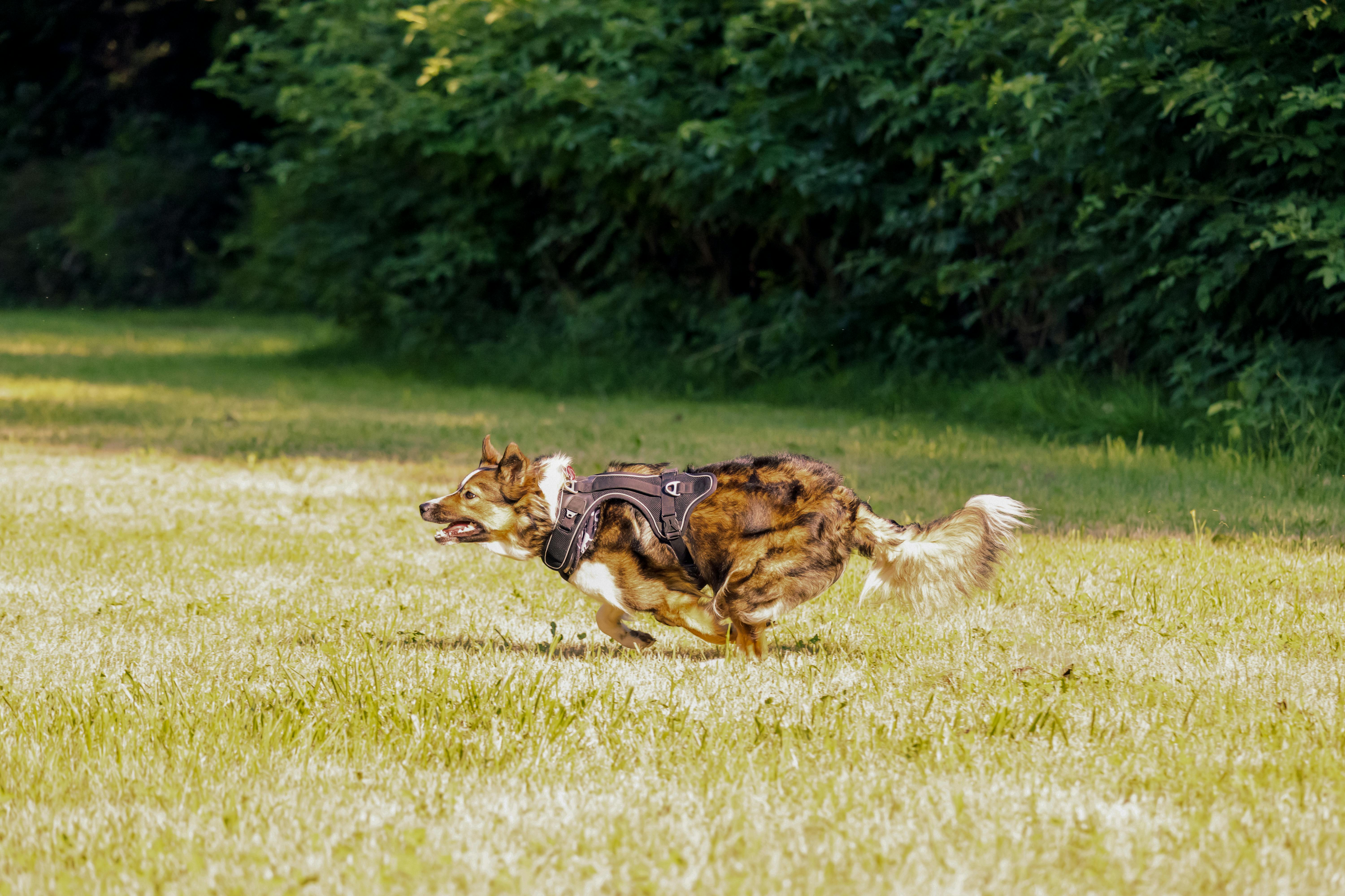 A dog running through a field with a green background