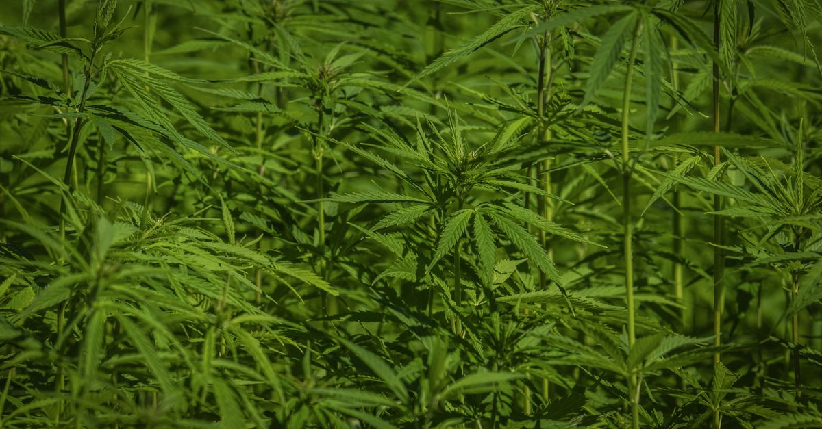 Les bienfaits surprenants du CBD pour la santé