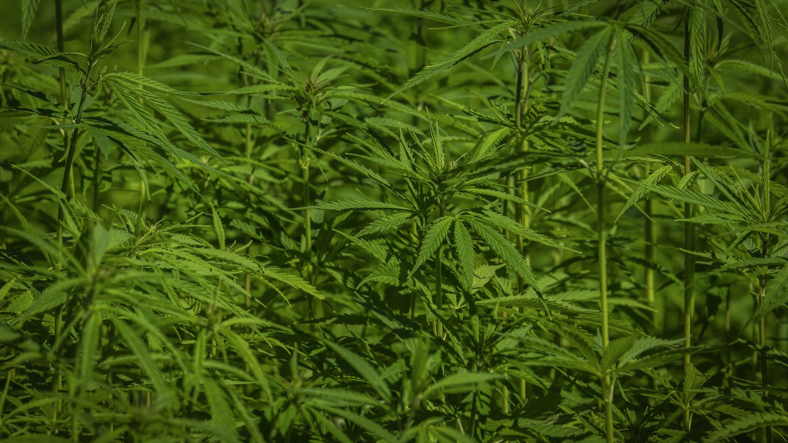 Vibrant green cannabis plants flourishing in the sunlight, symbolizing growth and natural cultivation.