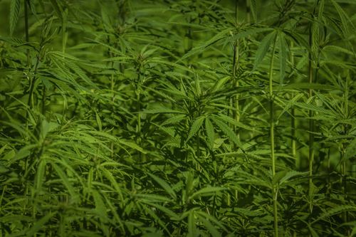 Free Vibrant green cannabis plants flourishing in the sunlight, symbolizing growth and natural cultivation. Stock Photo