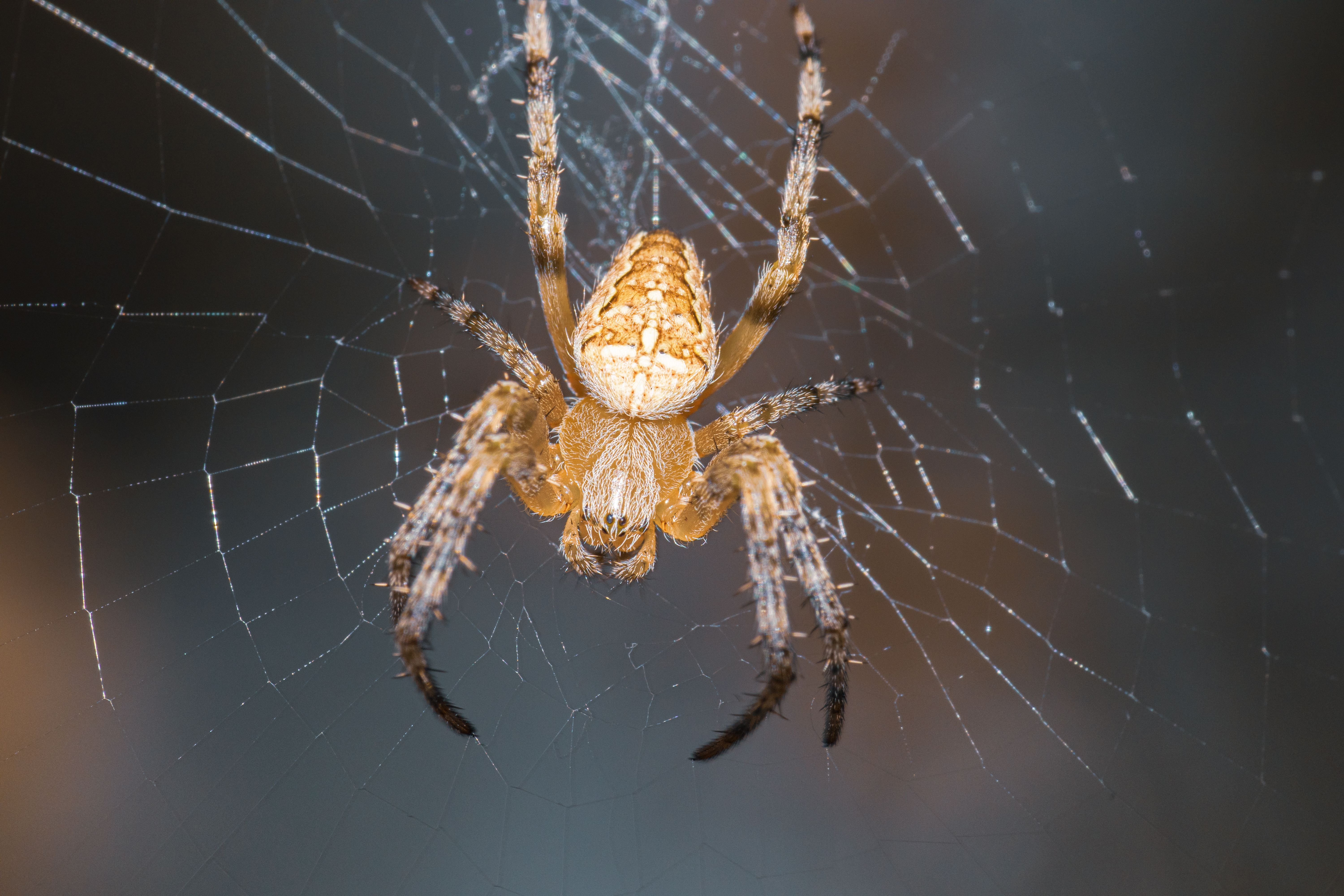 Spider Phobia Course