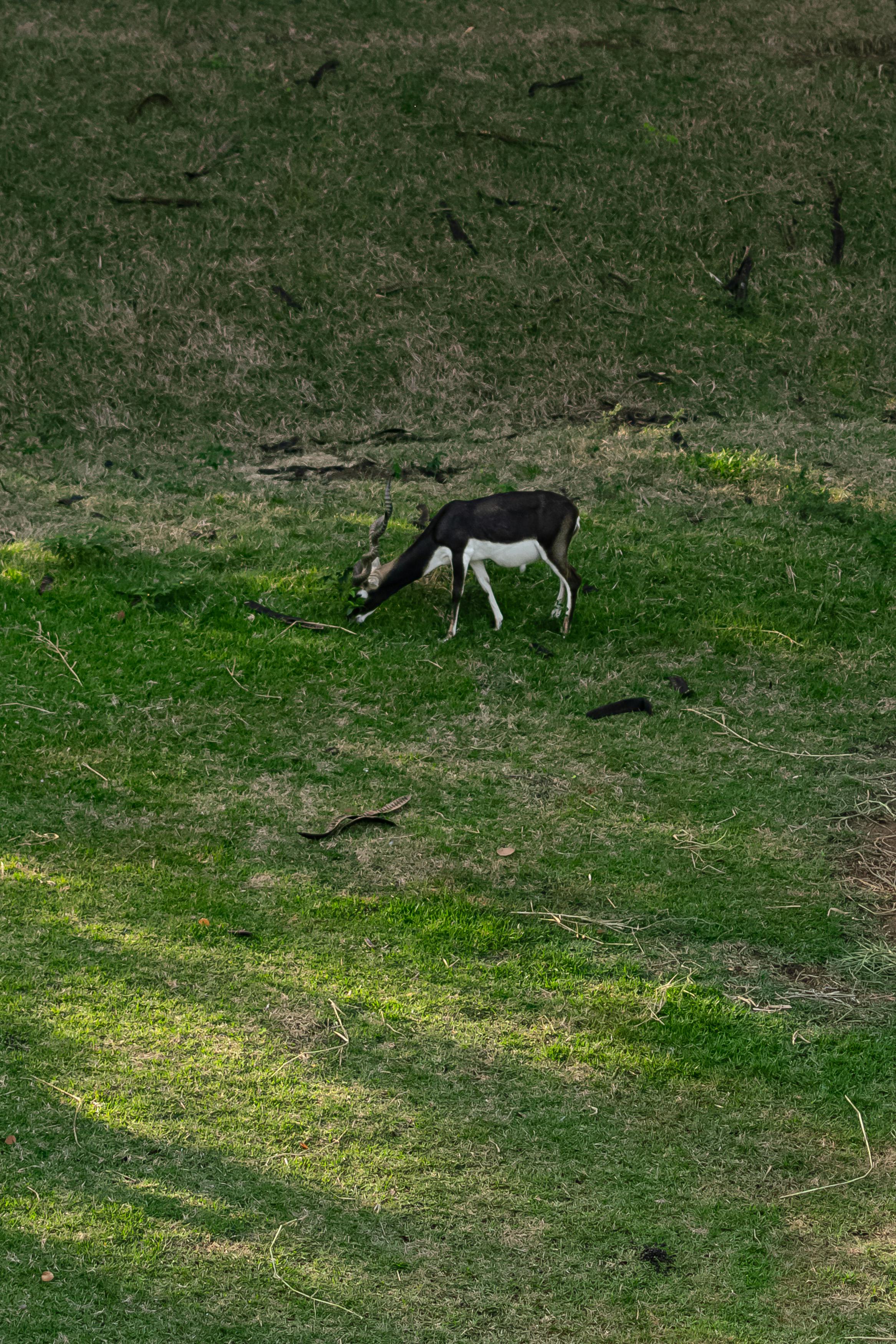 antelope on field