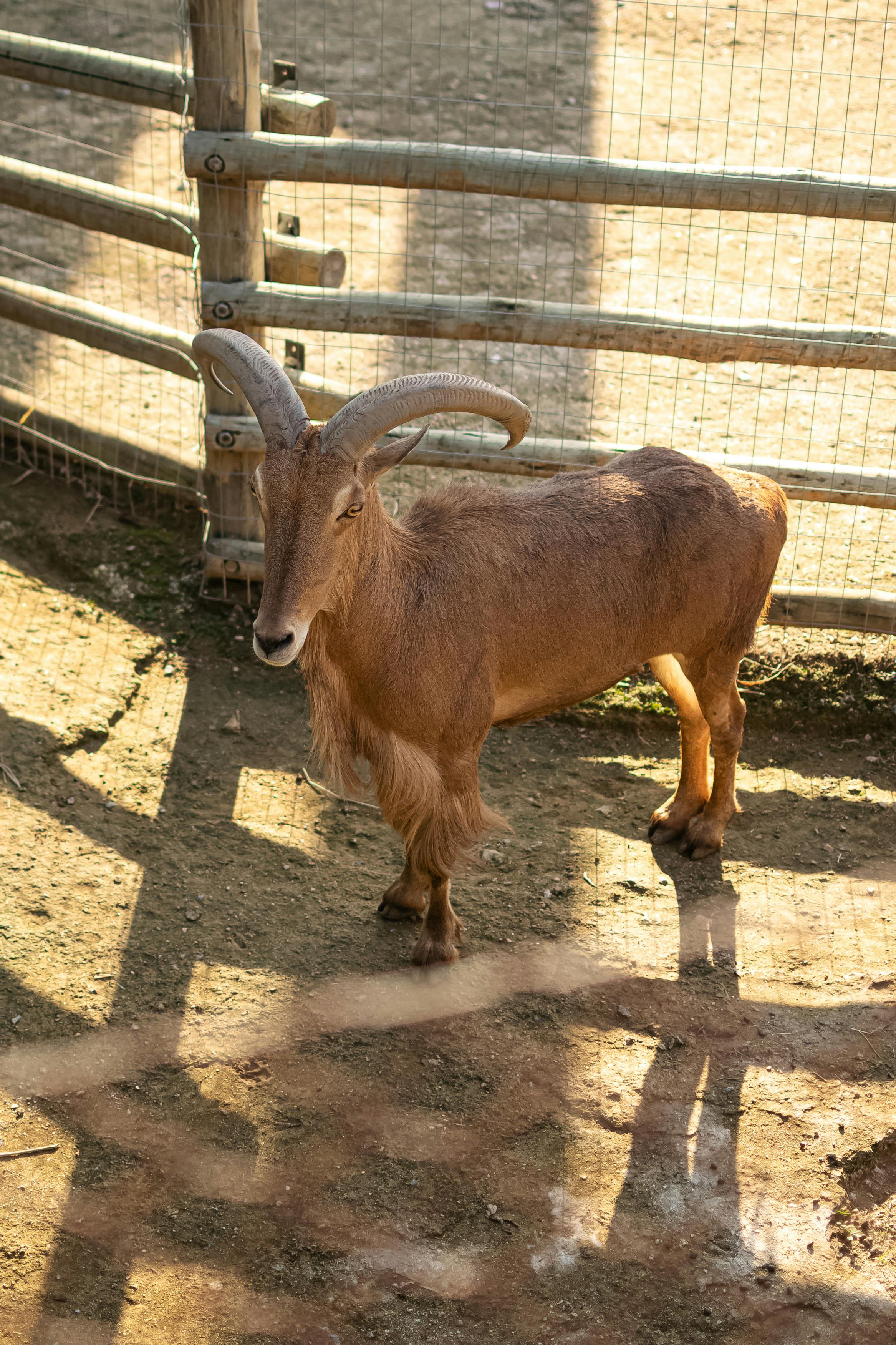 grátis Foto profissional grátis de abrir, agricultura, ammotragus lervia Foto profissional