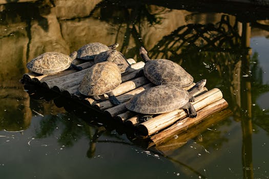 Six turtles basking on a wooden raft in a serene pond with reflections.